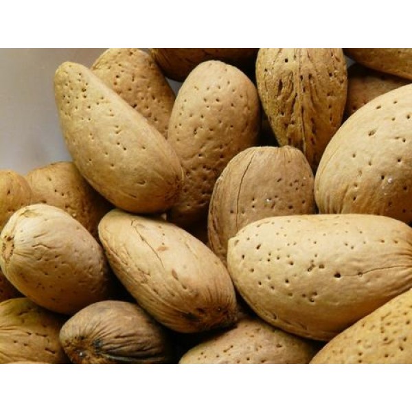 Badam with Shell - 1kg