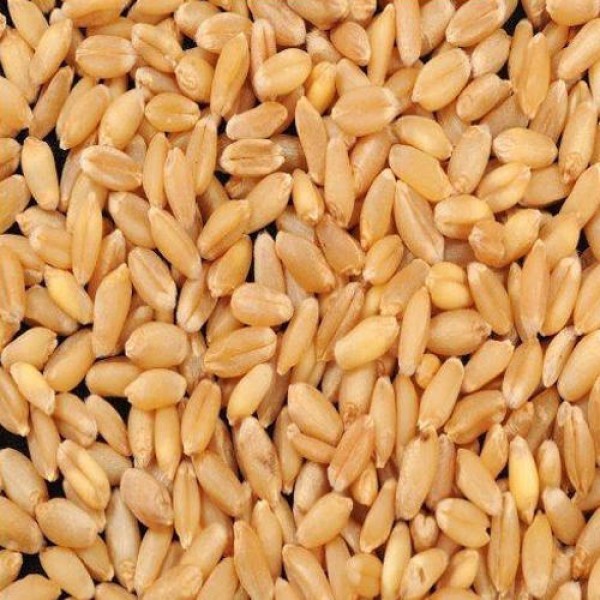 Wheat - 1 KG